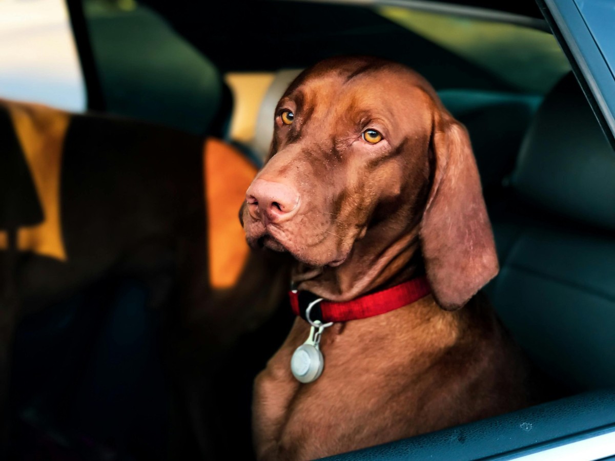Hund im Auto