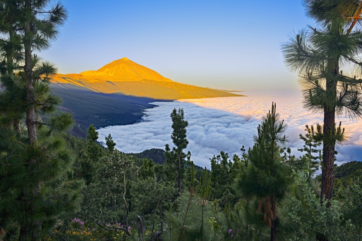Pico del Teide bei Sonnenaufgang �ber Passatwolken, Nationalpark Teide, Teneriffa, Kanarische Inseln, Spanien, Europa *** Pico Del Teide at Sunrise via trade wind clouds, National Park Teide, tenerife ...