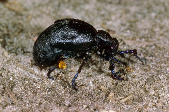 Schwarzblauer Oelkaefer, Schwarzer Maiwurm Meloe proscarabaeus, Maennchen, Deutschland Oil beetle, Black oil beetle Meloe proscarabaeus, male, Germany BLWS547568 Copyright: xblickwinkel/H.xBellmann/F. ...