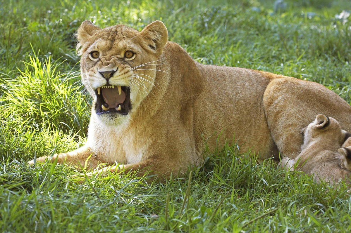 AFRIKANISCHER LÖWE panthera leo, WEIBLICHES WACHSEN MIT BABY *** African Leo Panthera Leo , Female grow with Baby Copyright: imageBROKER/G.xLacz ibllag08245388.jpg Bitte beachten Sie die gesetzlichen ...