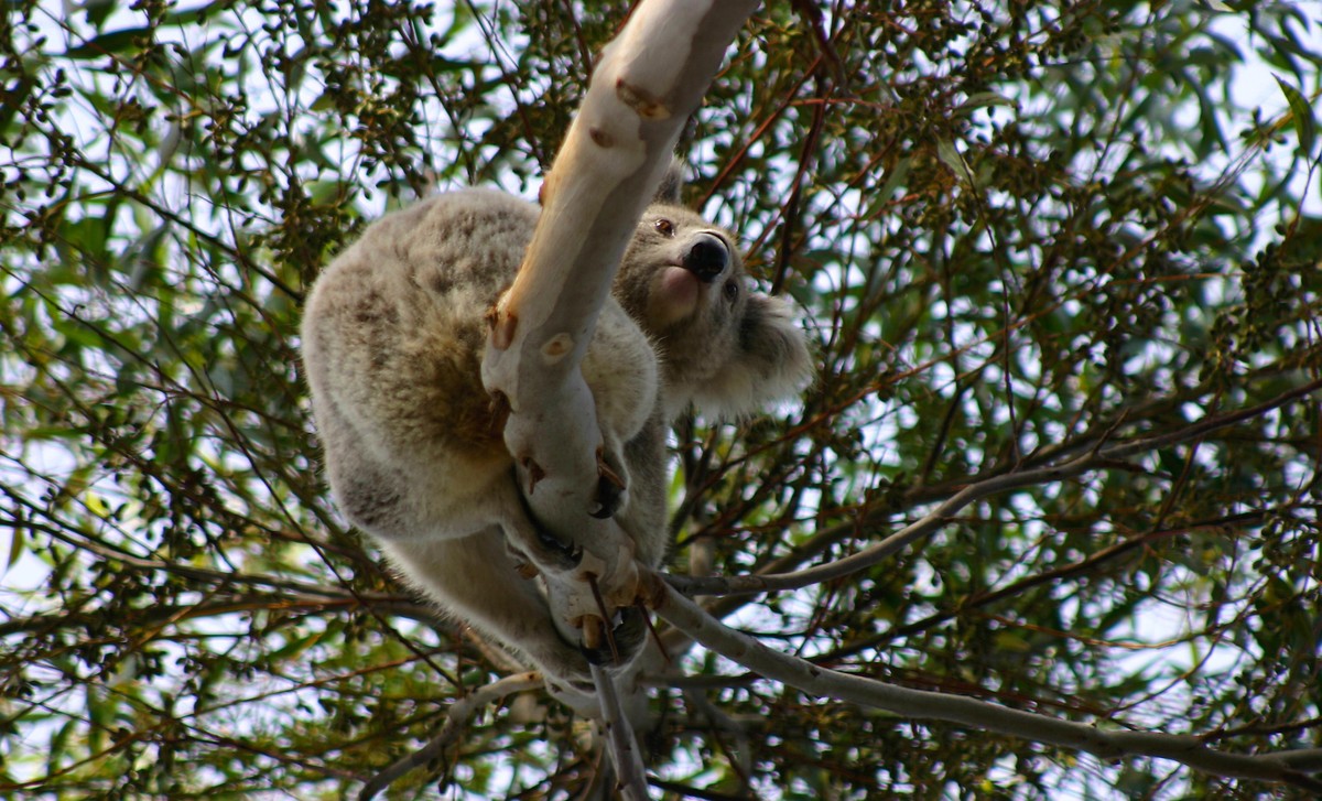 A wild (not Zoo) Koala in an Australian Eucalyptus Tree
