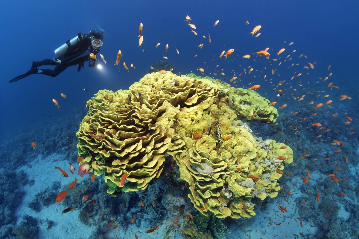 Taucher betrachtet Kelchkoralle oder Gewundene Salatkoralle Turbinaria reniformis, gelb, Rotmeer Fahnenbarsche Pseudanthias taeniatus, Ras Muhammed National Park, Rotes Meer, Sharm el Sheikh, Sinai, Ä ...