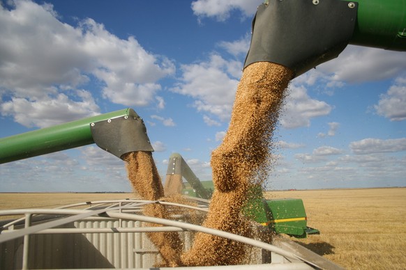 Three combine augers pour a bounty of grain into a truck hopper during a warm Saskatchewan harvest. The sky is a beautiful blue, littered with white fluffy clouds. The kernels of grain are flying out  ...