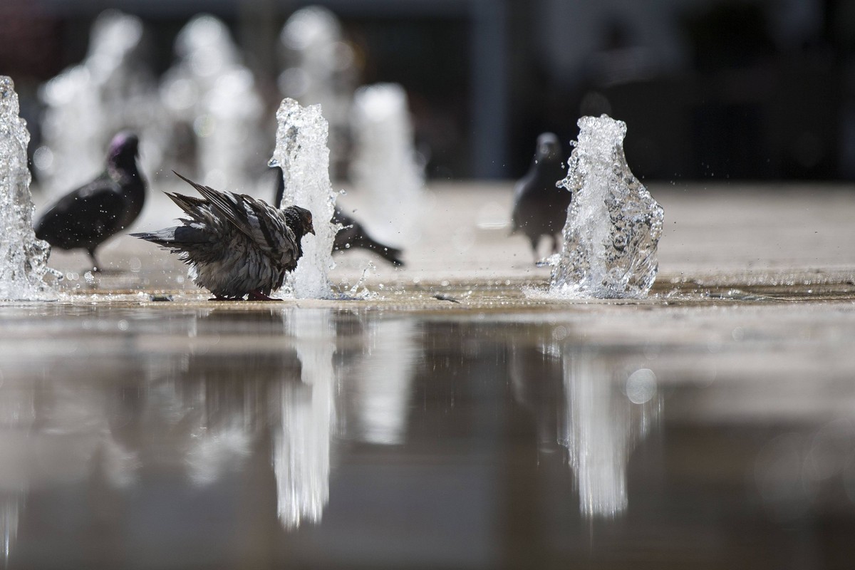 Sommer, Wiesbaden, Bild x von 23 Wiesbaden, (für LOK), 04.06.2015 Sommer, im Bild: Tauben nehmen ein Wasserbad zwischen den Wasserfontänen im Brunnen in der Langgasse,

Summer Wiesbaden Picture X from ...