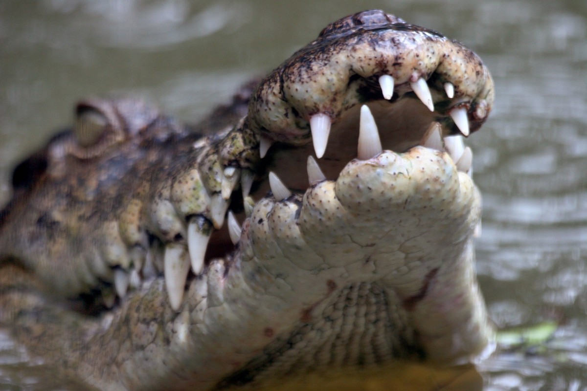 IMAGO Creative: 2021 Favoriten Creative Highlights World Leistenkrokodil, Leisten-Krokodil Crocodylus porosus, Portraet im Wasser mit aufgesperrtem Maul , Australien, Queensland saltwater crocodile, e ...