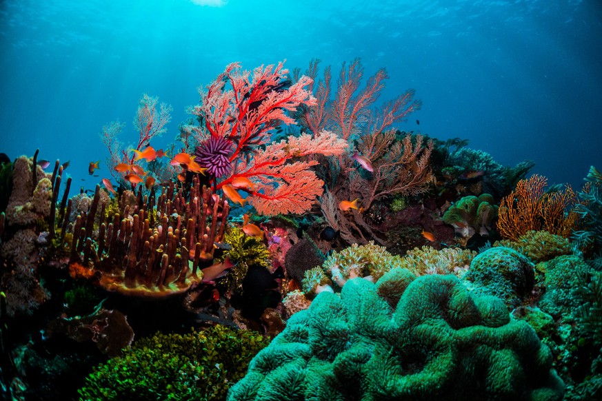 Korallenriff Australien