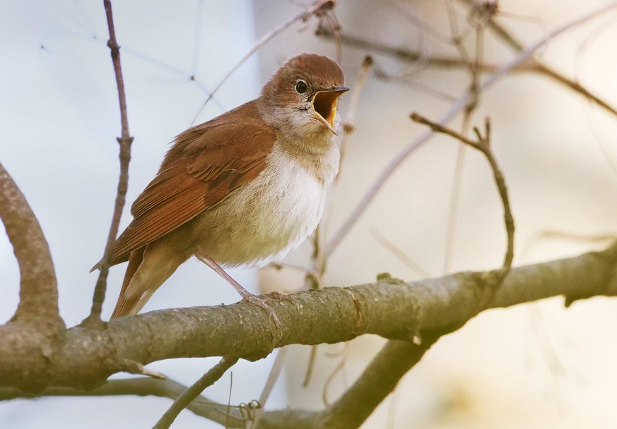 28.04.2021, Berlin. Eine Nachtigall (Luscinia megarhynchos) sitzt auf einem Zweig in einem Busch am Teltowkanal im Stadtteil Lichterfelde und singt aus voller Kehle. Der Vogel gilt als begnadeter Saen ...