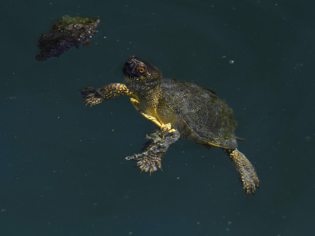 Europaeische Sumpfschildkroete (Emys orbicularis), treibt an der Wasseroberflaeche, Griechenland, Peloponnes, Kaiafa-See European pond terrapin, European pond turtle, European pond tortoise (Emys orbi ...
