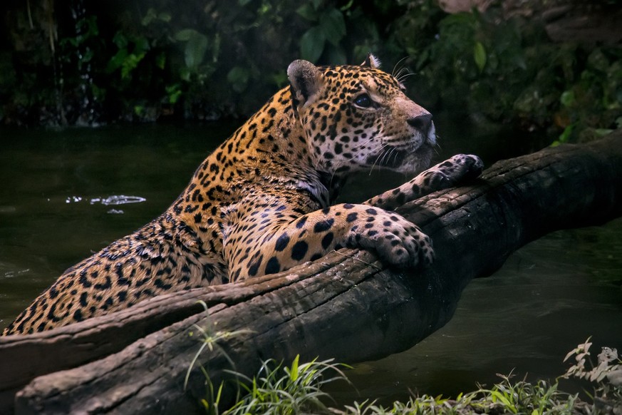 Jaguar photographed in captivity in Goias. Midwest of Brazil. Cerrado Biome. Picture made in 2015.