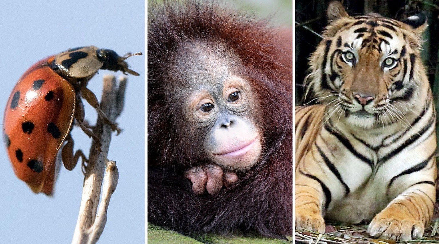 Asiatischer Marienkäfer, Orang-Utan und Tiger