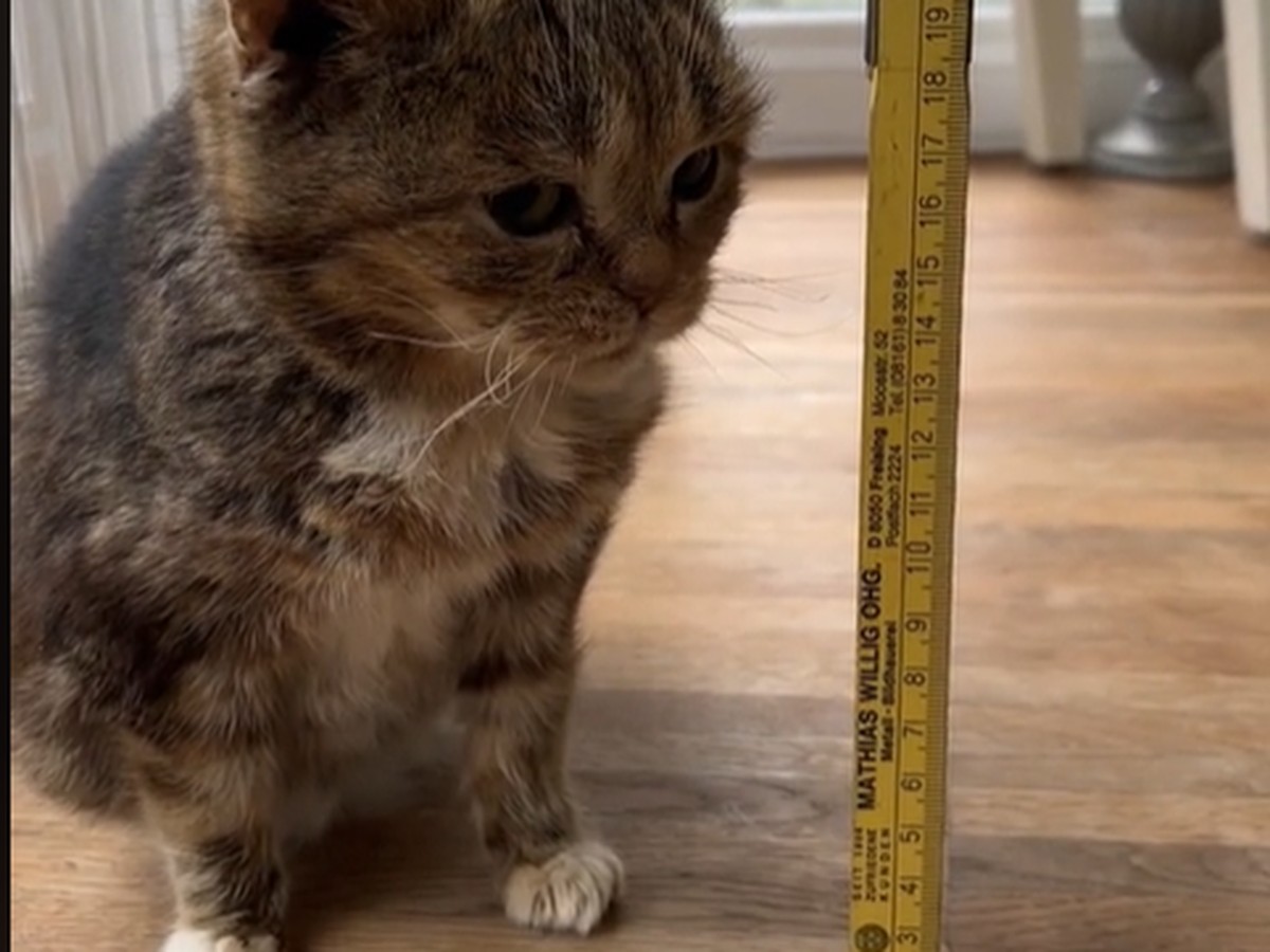 Tiktok: Kleinwüchsiger Kater Francis aus Berlin begeistert auf Social Media