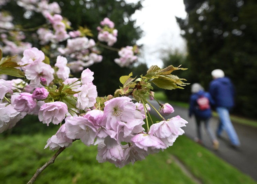 24.03.2024, Nordrhein-Westfalen, Leverkusen: Eine Japanische Zierkirsche blüht im Japanischen Garten. Die Meteorologen sagen für die nächsten Tage regnerisches, kühles Wetter voraus. Erst zum Ende der ...