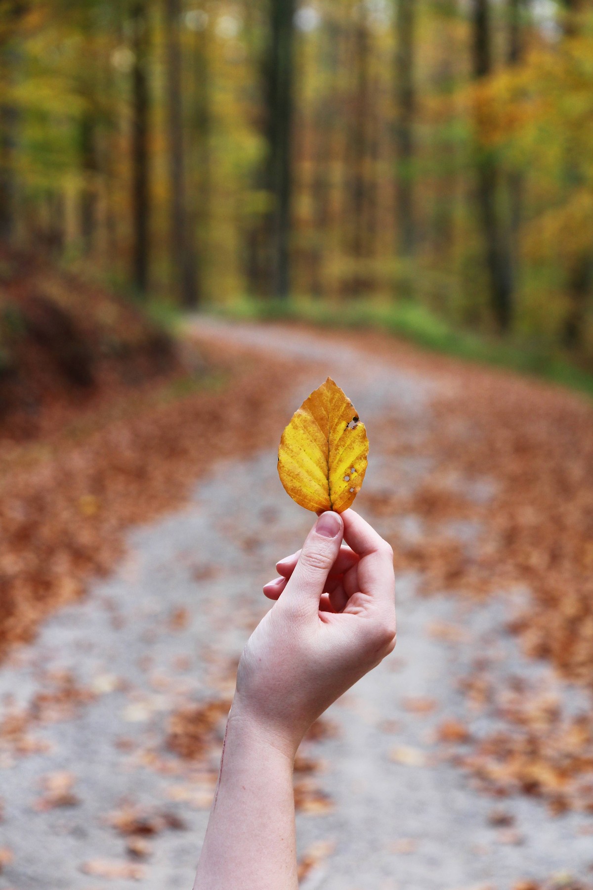 Herbstspaziergang *** Autumn walk PUBLICATIONxINxGERxSUIxAUTxONLY photocase_2216149