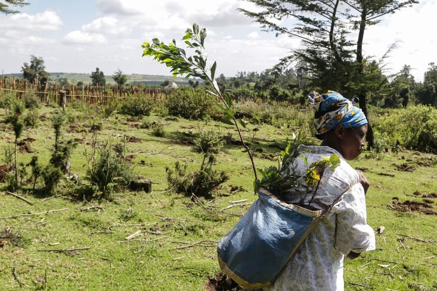 NAKURU, RIFT VALLEY, KENYA - 2021/10/23: A woman carries tree seedlings in a bag on her back which were to be planted at a deforested area inside Mau Forest.
As a measure to mitigate the impacts of cl ...