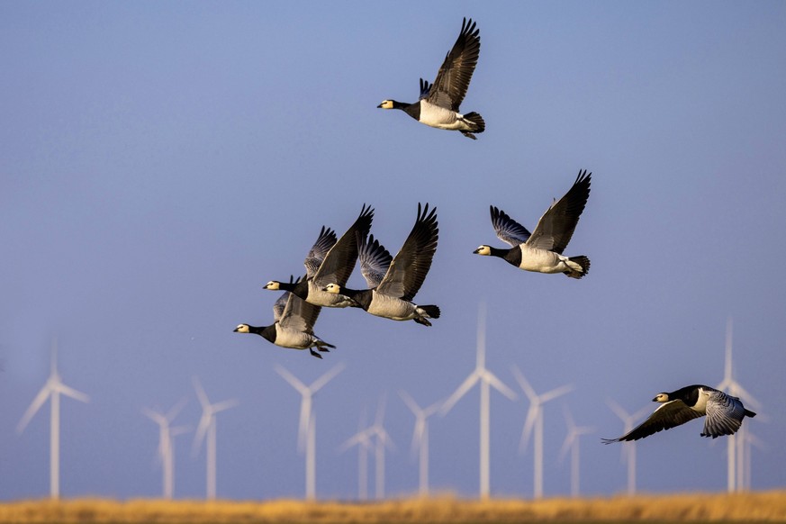 Weisswangengans, Weisswangen-Gans, Nonnengans, Nonnen-Gans Branta leucopsis, fliegender Trupp, Windraeder im Hintergrund, Niederlande, Friesland, Workum barnacle goose Branta leucopsis, flying group,  ...