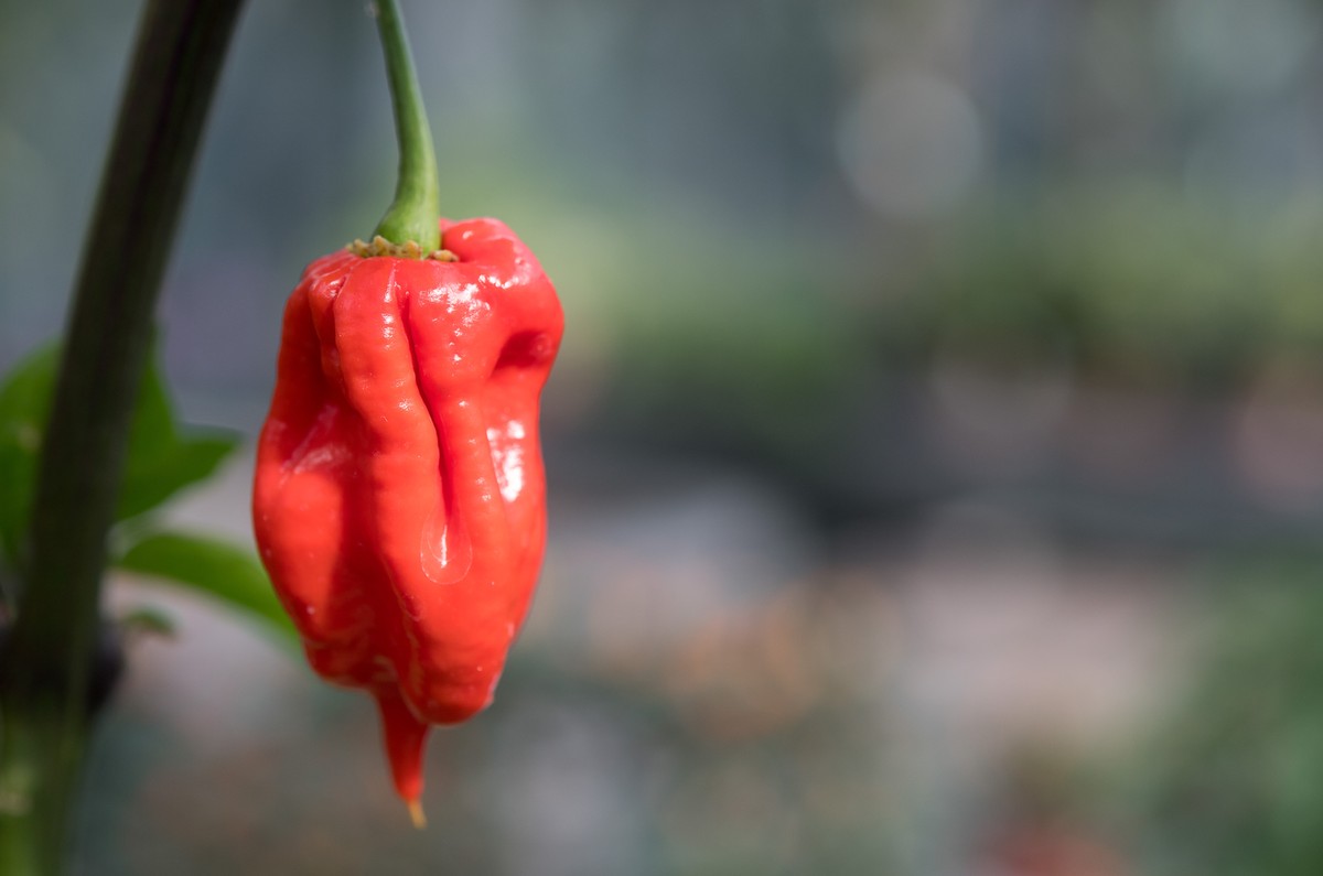 Eine Chili der Art &quot;Carolina Reaper&quot; hängt am 18.08.2017 im Rahmen einer Ausstellung in Stuttgart (Baden-Württemberg) in der Wilhelma. In der Chili-Ausstellung sind vom 26. August bis 15. Ok ...