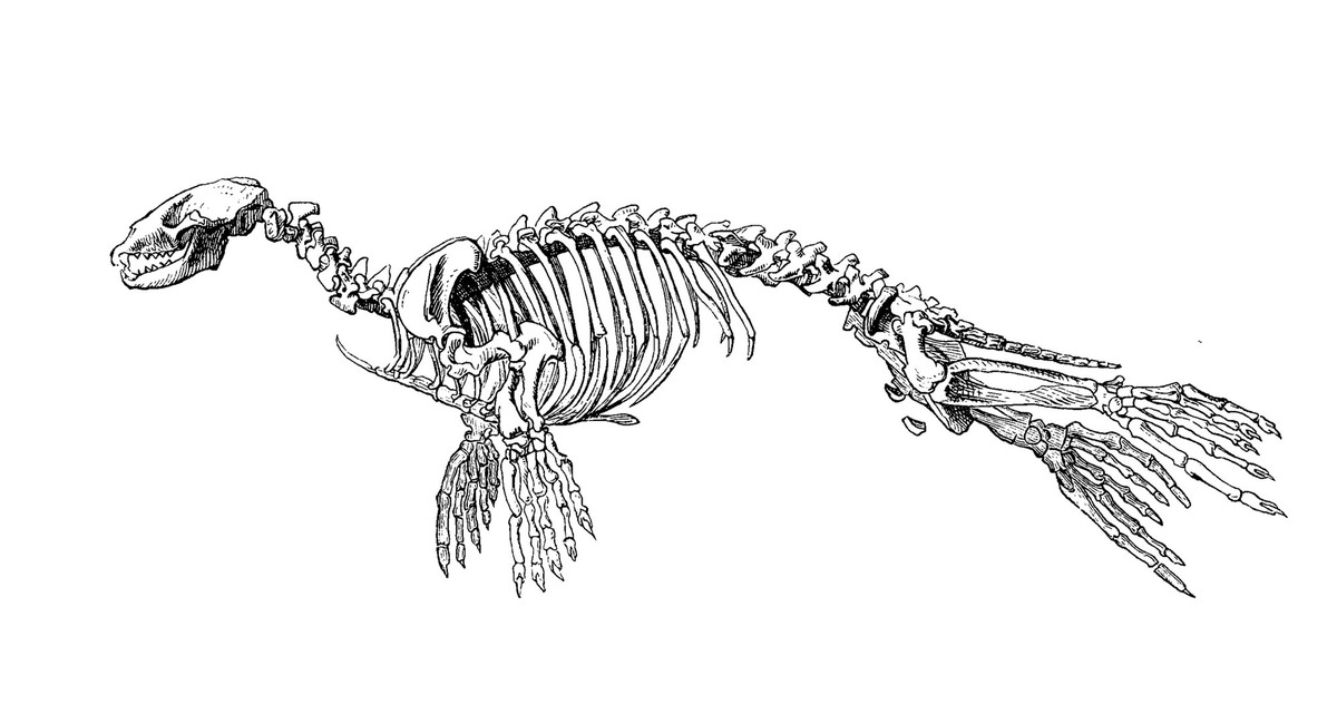 Skelett des Seehund, Phoca vitulina, eine in allen n�rdlich-gem��igten Meeren verbreitete Robbe aus der Familie der Hundsrobben / Skeleton of the harbor seal, Phoca vitulina, a member of the harbor se ...
