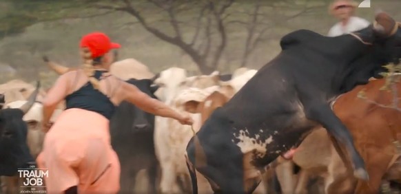 Kandidatin Jessica kämpft mit wild gewordenen Rindern.