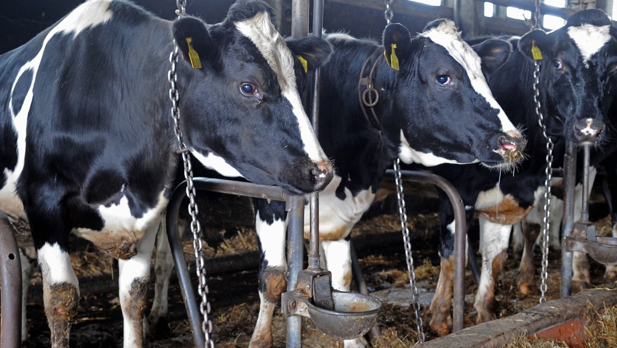 Bildnummer: 59783021 Datum: 21.04.2011 Copyright: imago/blickwinkel
Hausrind (Bos primigenius f. taurus), im Stall angekettete Milchkuehe, Deutschland domestic cattle (Bos primigenius f. taurus), dair ...