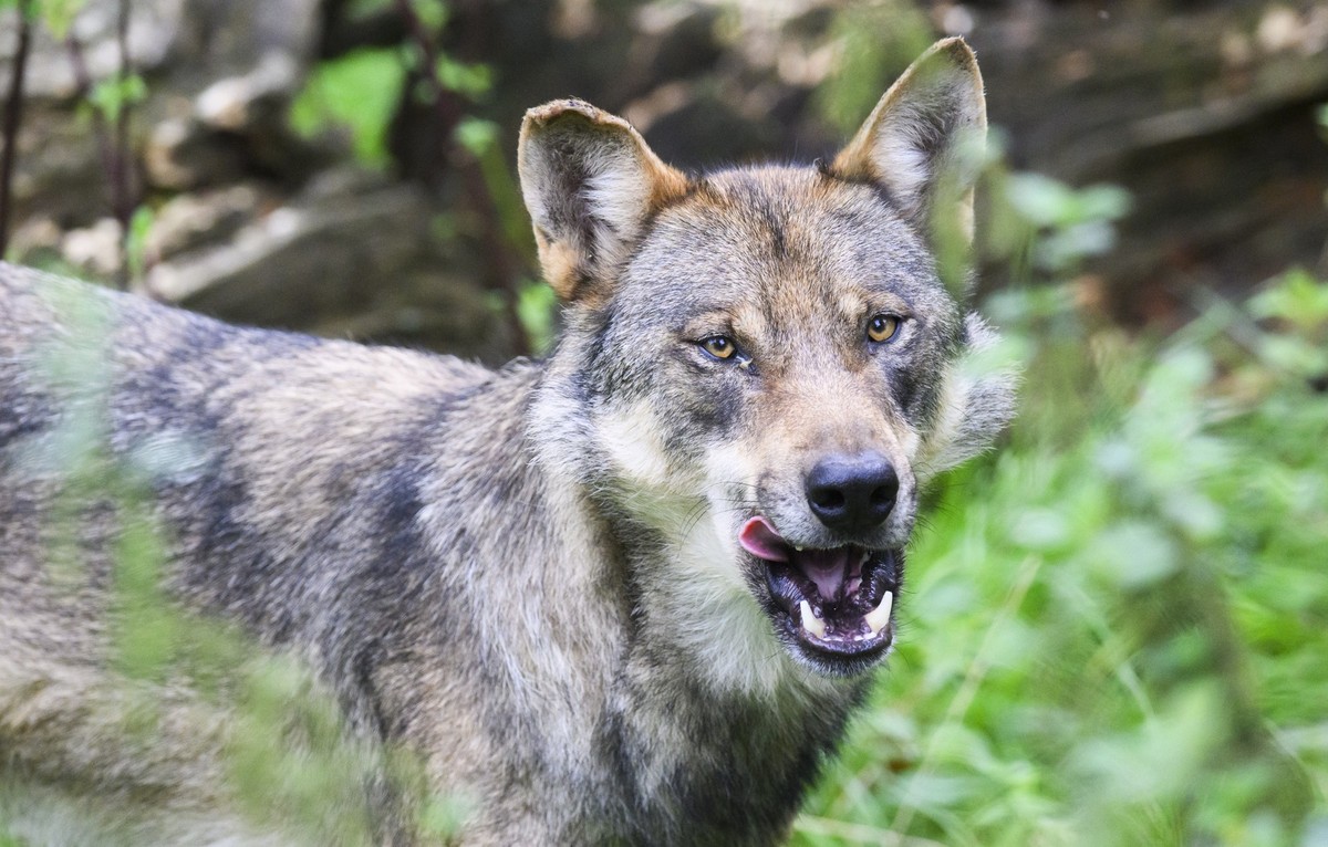 ARCHIV - 29.08.2023, Niedersachsen, Springe: Ein Wolf steht im Gehege im Wisentgehege Springe. Ein Wolf aus der Region Hannover darf nicht geschossen werden. Das Verwaltungsgericht hat eine zweite von ...