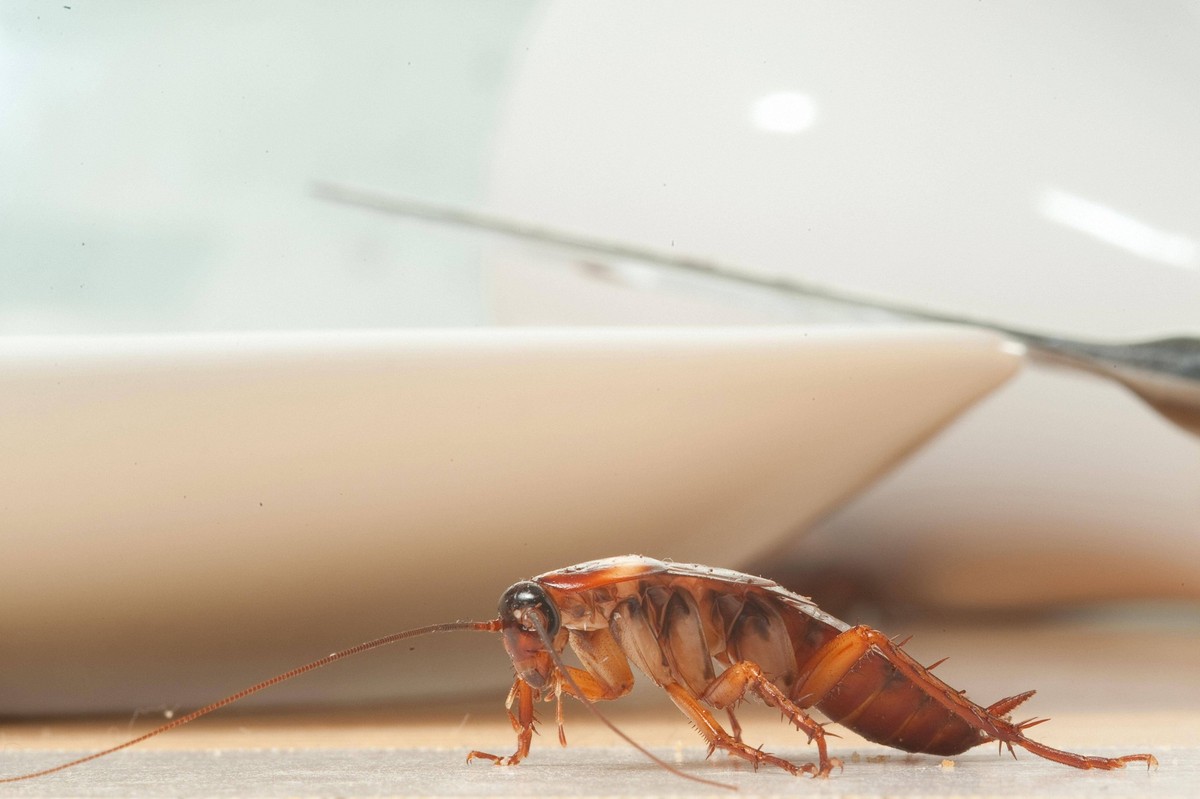 Kakerlake, Küchenschabe *** Cockroach, Cockroach Copyright: imageBROKER/M.xDobiey iblmup05526878.jpg Bitte beachten Sie die gesetzlichen Bestimmungen des deutschen Urheberrechtes hinsichtlich der Name ...
