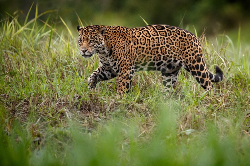 Durch das Wiederbringen von Arten soll die Sumpflandschaft des Iberá-Nationalparks ökologisch wieder funktionieren, ein erster Schritt ist jetzt mit dem Nachwuchs der Jaguare getan.