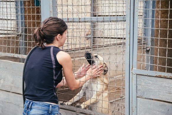 Im Tierheim können sich Mensch und Hund vor der Adoption kennenlernen.