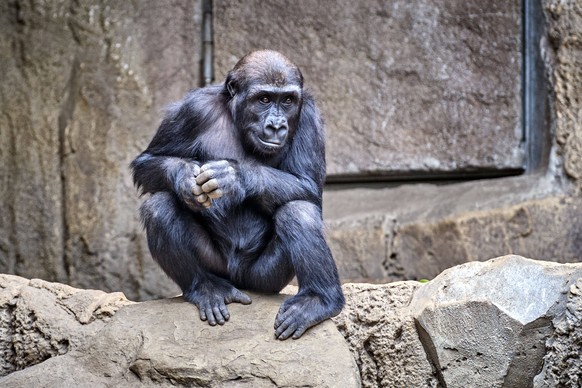 Dieser Affe beobachtet, was sich vor dem Gehege abspielt. Denn wenn die Besucher fehlen, ist auch manchen Tieren etwas langweilig.