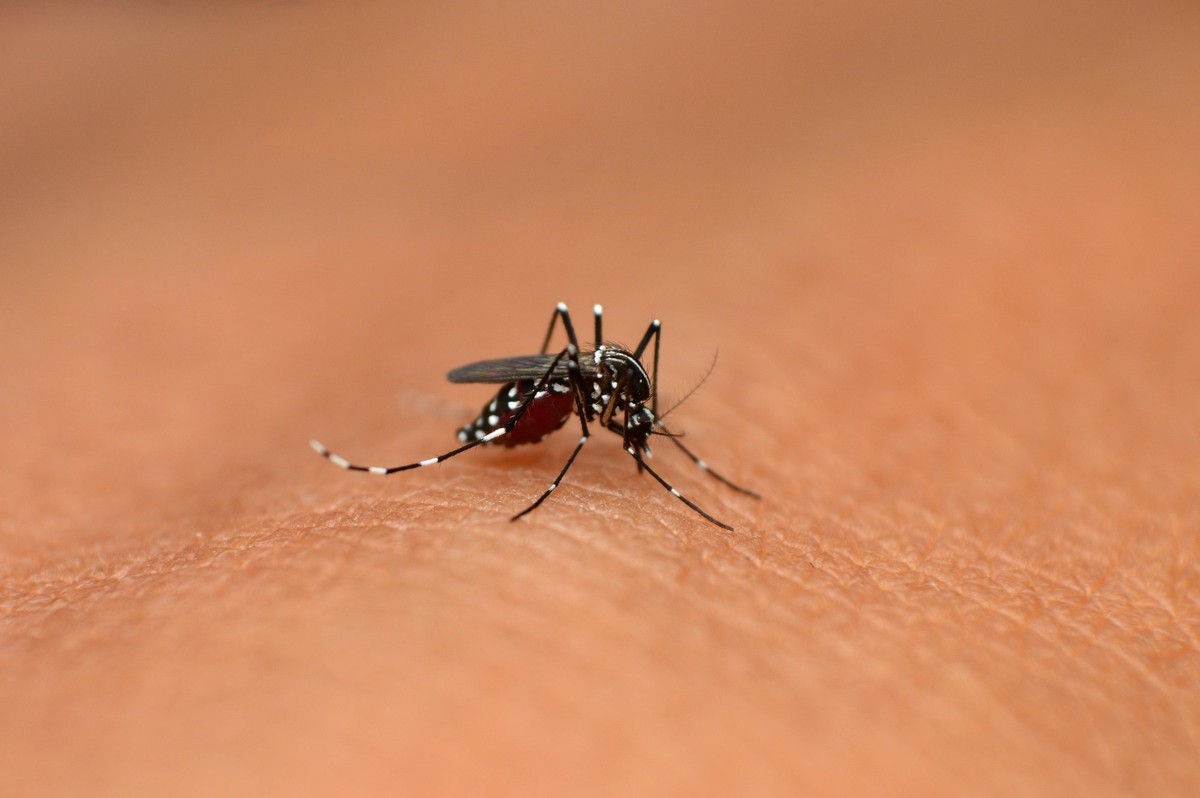 Asian tiger mosquito, Aedes albopictus, Mahabaleshwar, Maharashtra, India Asian tiger mosquito or Aedes albopictus at Mahabaleshwar in Maharashtra, India Copyright: xZoonar.com/RealityImagesx 14156703