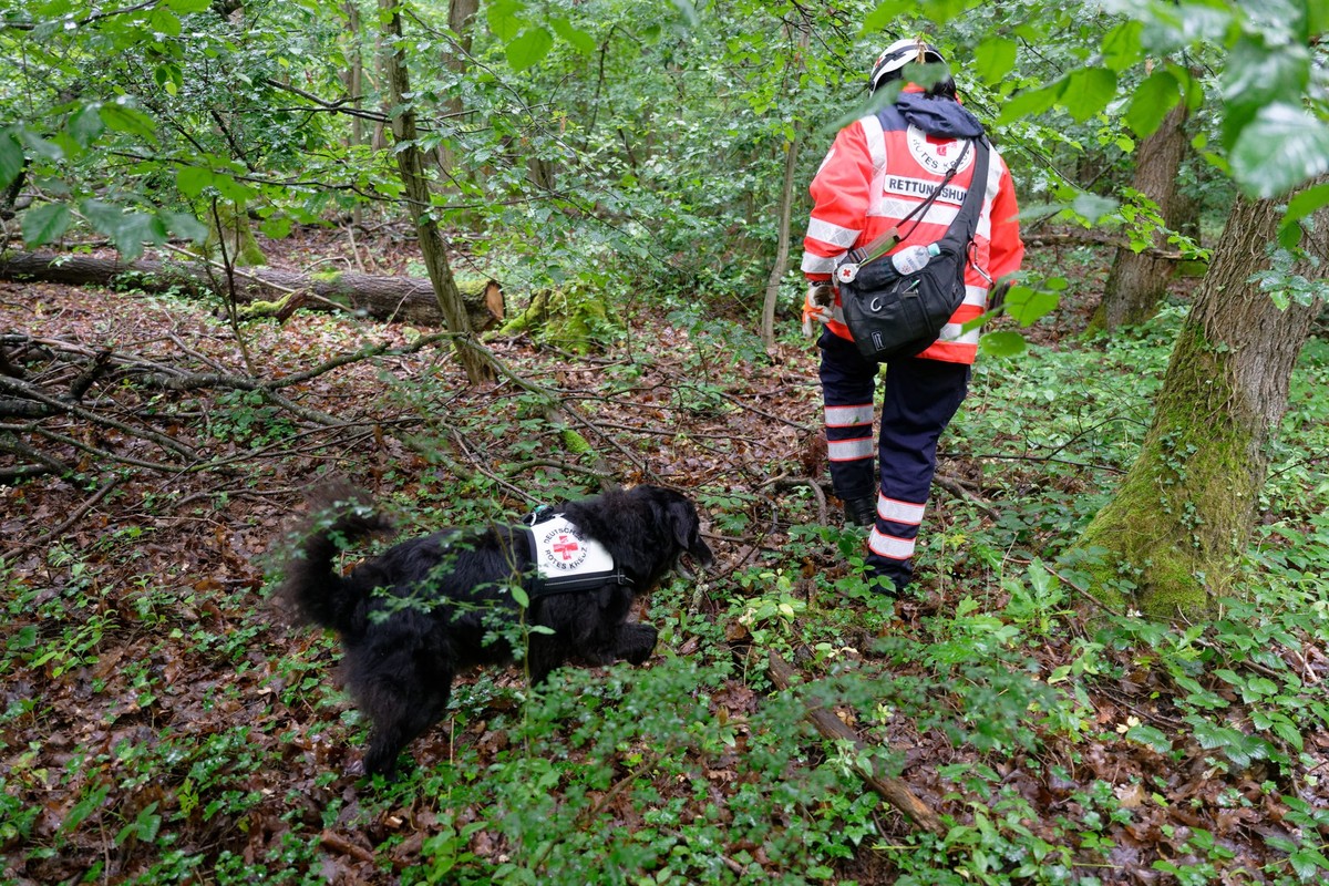 03.07.2024, Nordrhein-Westfalen, Hennef (Sieg): Eine Hundeführerin des Roten Kreuzes sucht mit ihrem Hund am Ortsrand von Satzvey bei Mechernich nach einem vermisstem Mädchen. Die Schülerin ist seit M ...