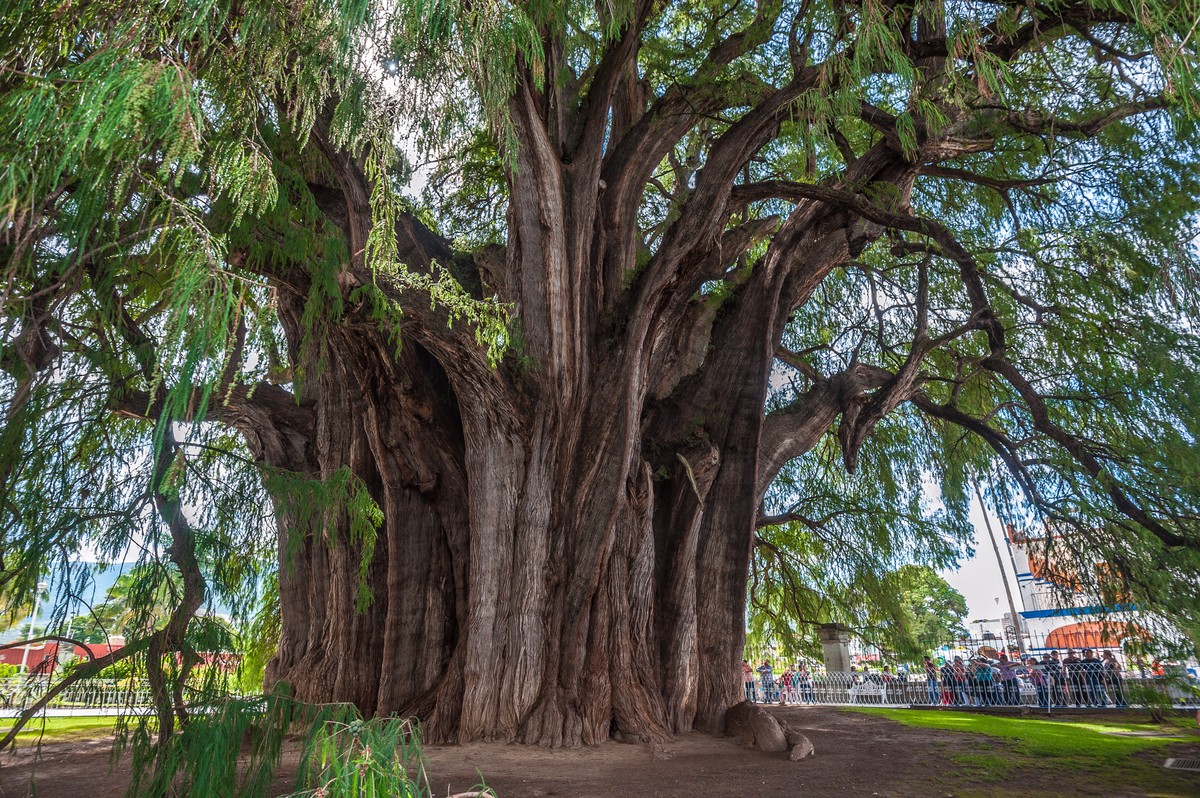 Der Arbol del Tule in Mexiko