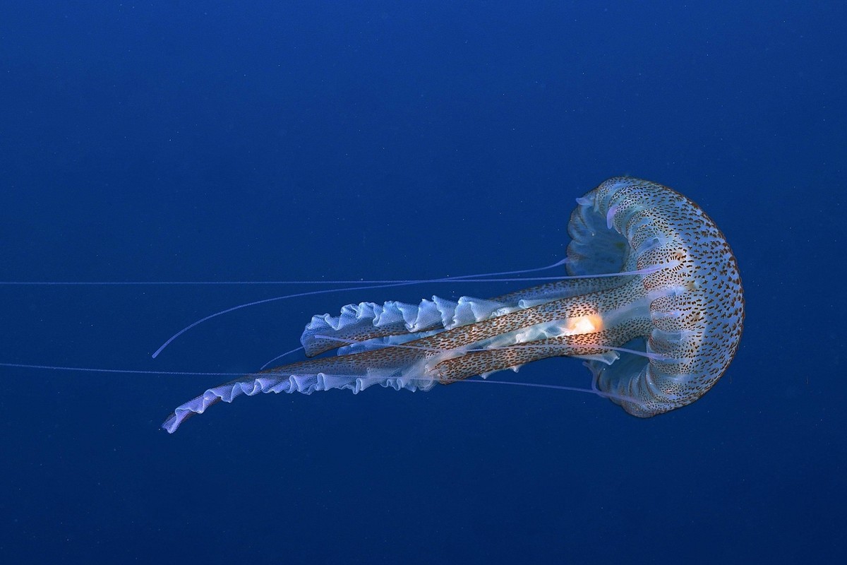 Leuchtqualle Pelagia noctiluca, im Mittelmeer bei Hyères. Tauchplatz Halbinsel Giens, Côte dAzur, Frankreich. Einfarbig blauer Hintergrund *** Light jellyfish Pelagia noctiluca , at Mediterranean at H ...
