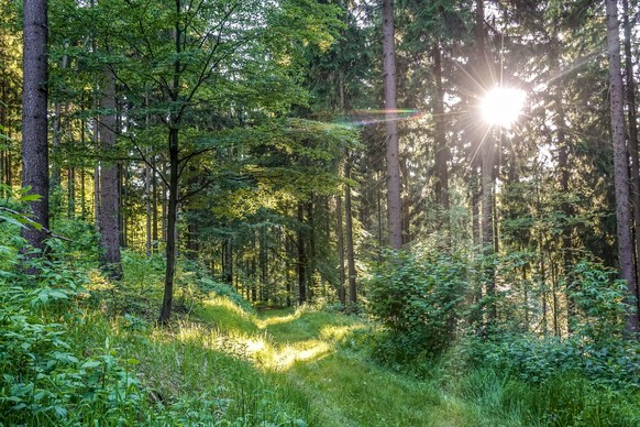 Waldweg, Seiffen, Erzgebirge, Sachsen, Deutschland (Aufnahmedatum nicht definiert)