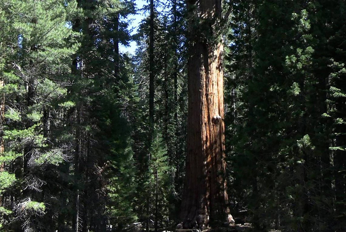 May 30, 2024: The General Sherman giant sequoia, right of center, is seen with its distinctive red bark on May 21, 2024 in Sequoia National Park. The 275-foot tall tree underwent a health inspection c ...