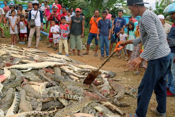 Local residents look at the carcasses of hundreds of crocodiles from a breeding farm after they were killed by angry locals following the death of a man who was killed in a crocodile attack in Sorong  ...
