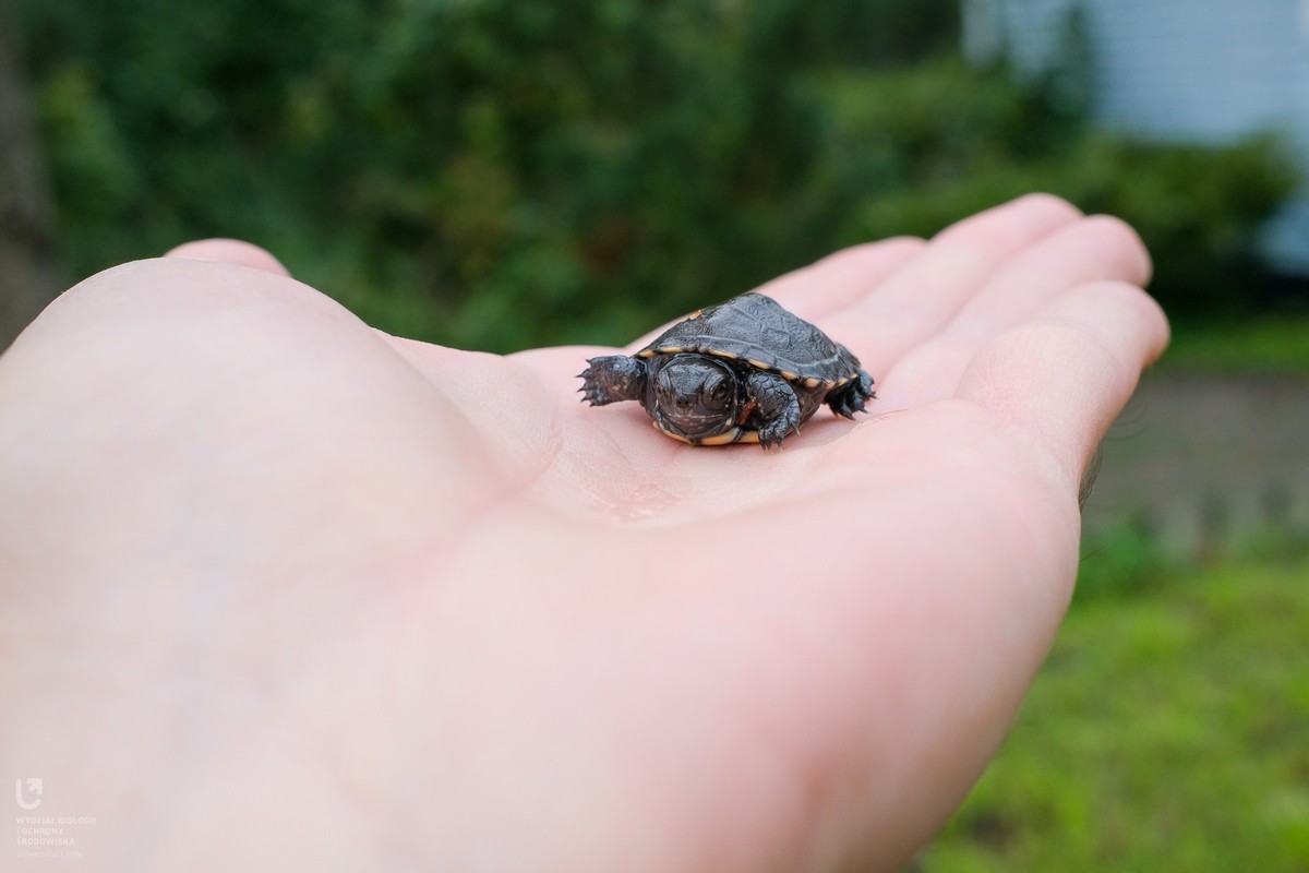 Schildkröten sind generell niedliche Tiere, aber so klein sind sie noch bezaubernder.