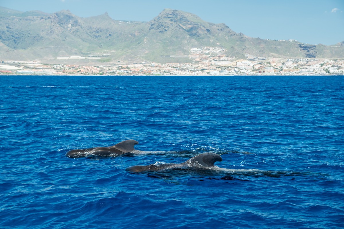 View on Tenerife island from ocean. Pilot whales in the water are in the foreground.