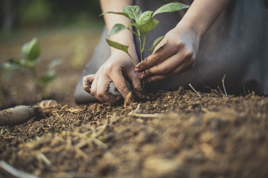 Photo depicting a gardener&#039;s hands putting a seedling into the soil and supporting its stem so it can gain stability before its properly buried.