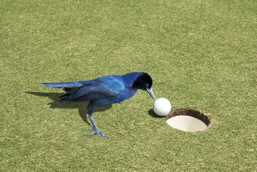 sunny day, no people, creative composite, humor, view from side, 1 bird, 1 ball