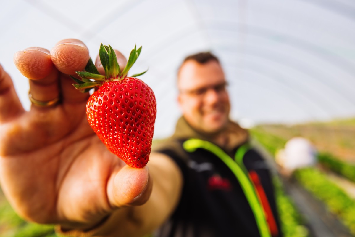 dpatopbilder - 15.04.2025, Baden-Württemberg, Oberkirch: Obstbaumeister Dominic Ell hält eine seiner Erdbeeren in der Hand. In Südbaden sind bereits einige Erdbeersorten erntereif. Foto: Philipp von D ...