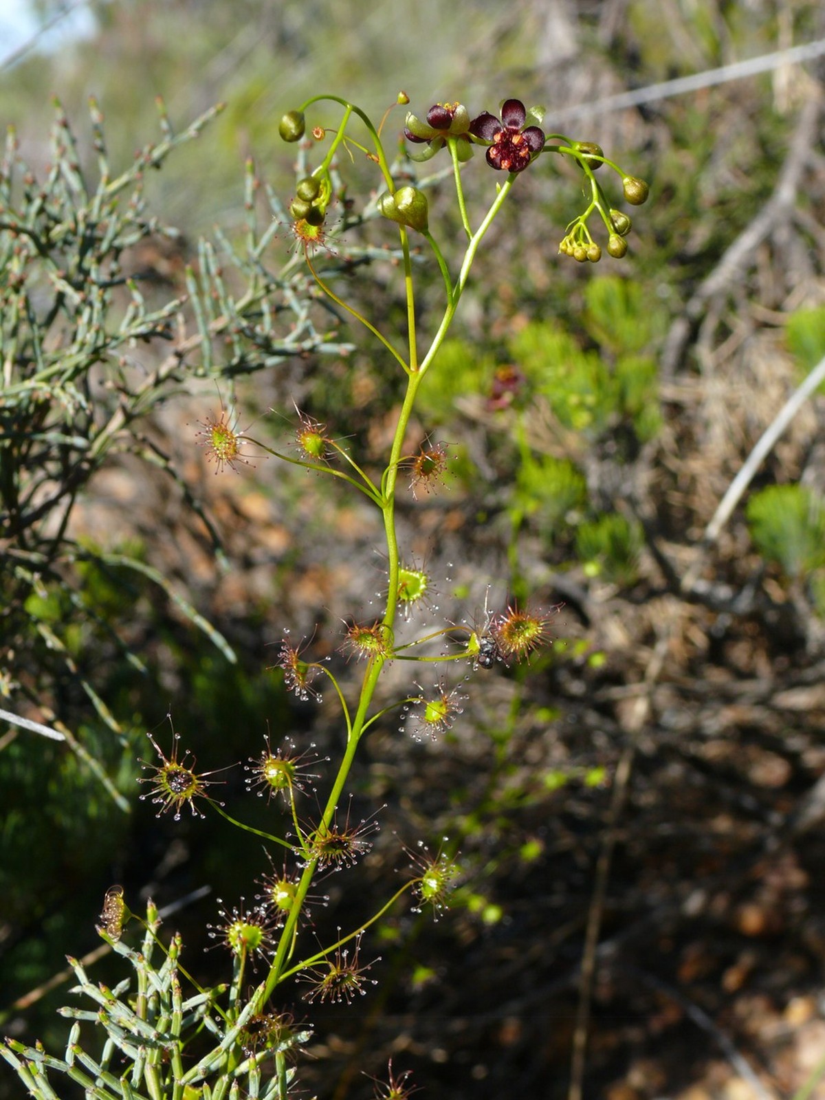 HANDOUT - 22.05.2022, Australien, -: Die neue entdeckte Art Drosera atrata (Schwarzer Sonnentau). Vier von sechs neuen fleischfressenden Pflanzen hat ein deutsch-australisches Wissenschaftsteam jüngst ...