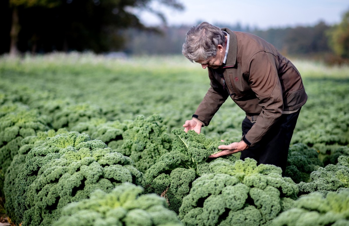 PRODUKTION - 31.10.2022, Niedersachsen, Wiefelstede: Landwirt Arnd Eyting kontrolliert auf einem Feld im Ortsteil Gristede den Anbau von Grünkohl. In Niedersachsen steht die Grünkohlsaison vor dem Sta ...