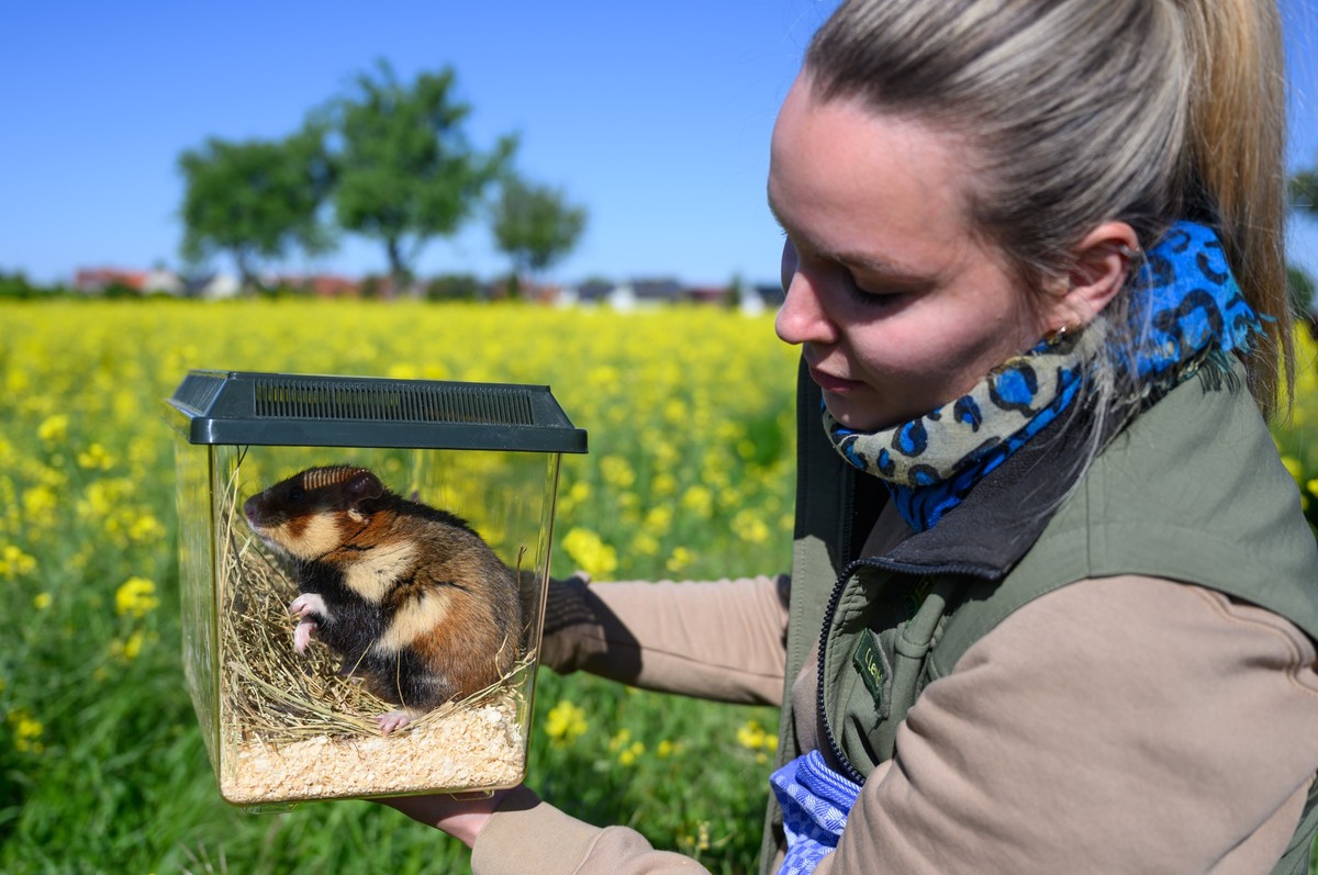 06.05.2025, Sachsen, Delitzsch: Tierpflegerin Celina Lembke vom Zoo Leipzig beobachtet an einem Feldrand einen Feldhamster vor der Auswilderung in einer transparenten Box. Das Feldhamsterschutzprojekt ...