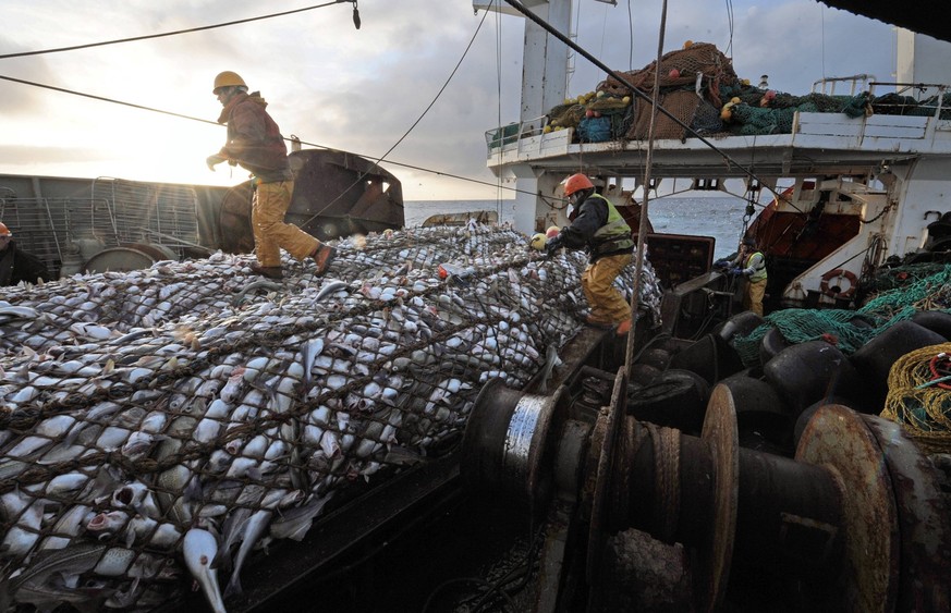 Deep-sea fishing in the Norwegian Sea on board the trawler Grande Hermine in 2011 Deep-sea fishing in the Norwegian Sea on board the trawler Grande Hermine in 2011. La Grande Hermine, factory trawler  ...