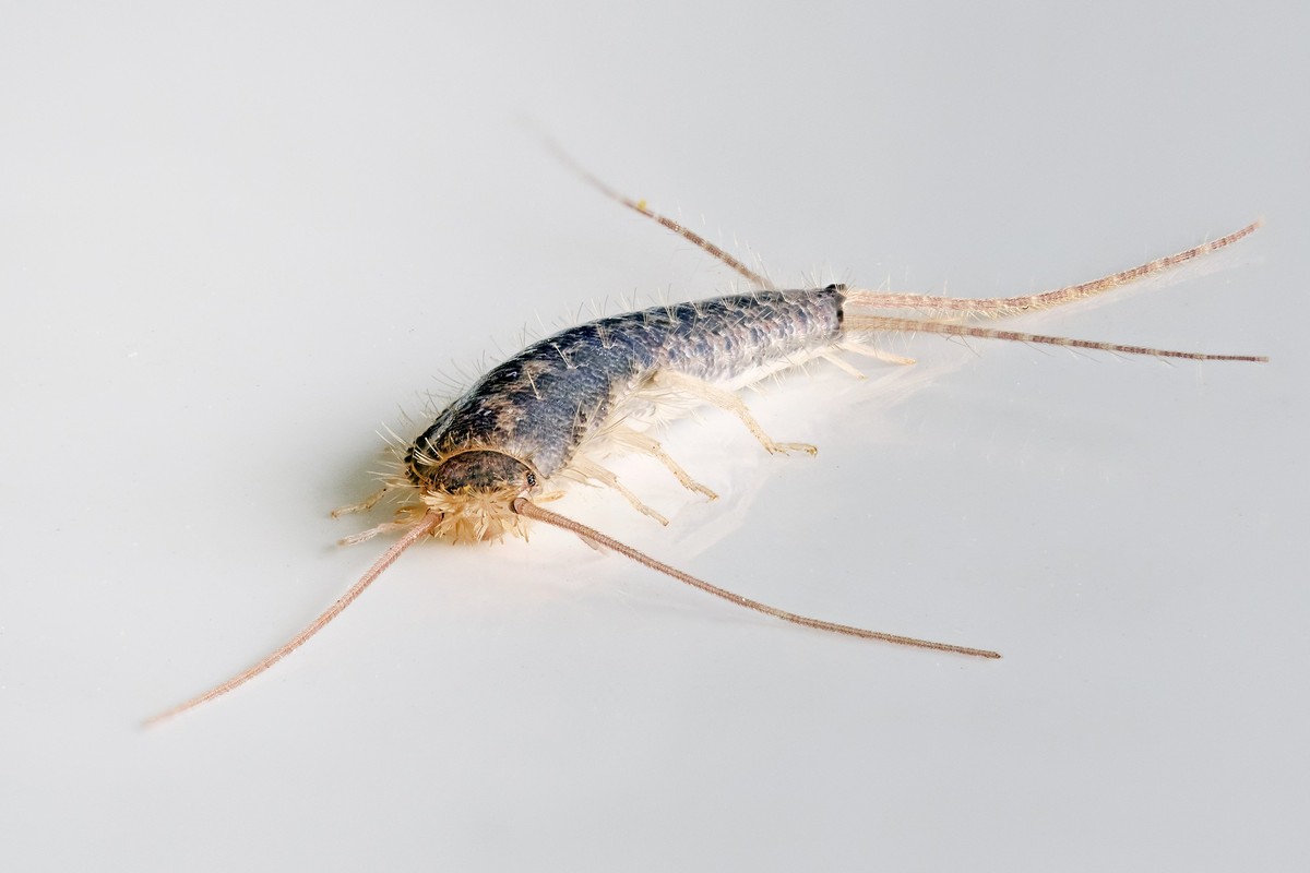Macro photo of a Gray silverfish (Ctenolepisma longicaudatum) on a white background Model Released Property Released xkwx silverfish Ctenolepisma longicaudatum grey gray animal insect wild wildlife na ...