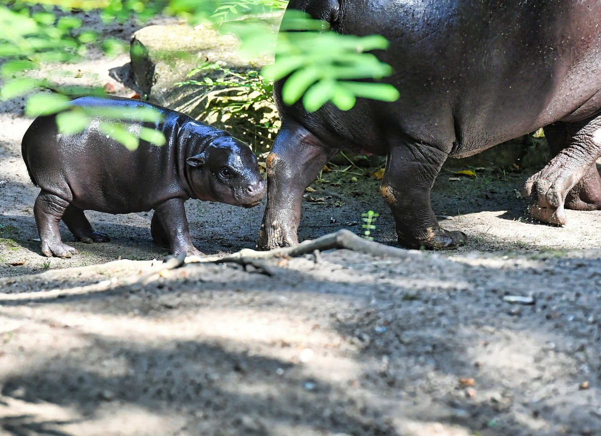 15.08.2024, Berlin: Mini-Hippo Toni wird im Berliner Zoo zum ersten Mal der