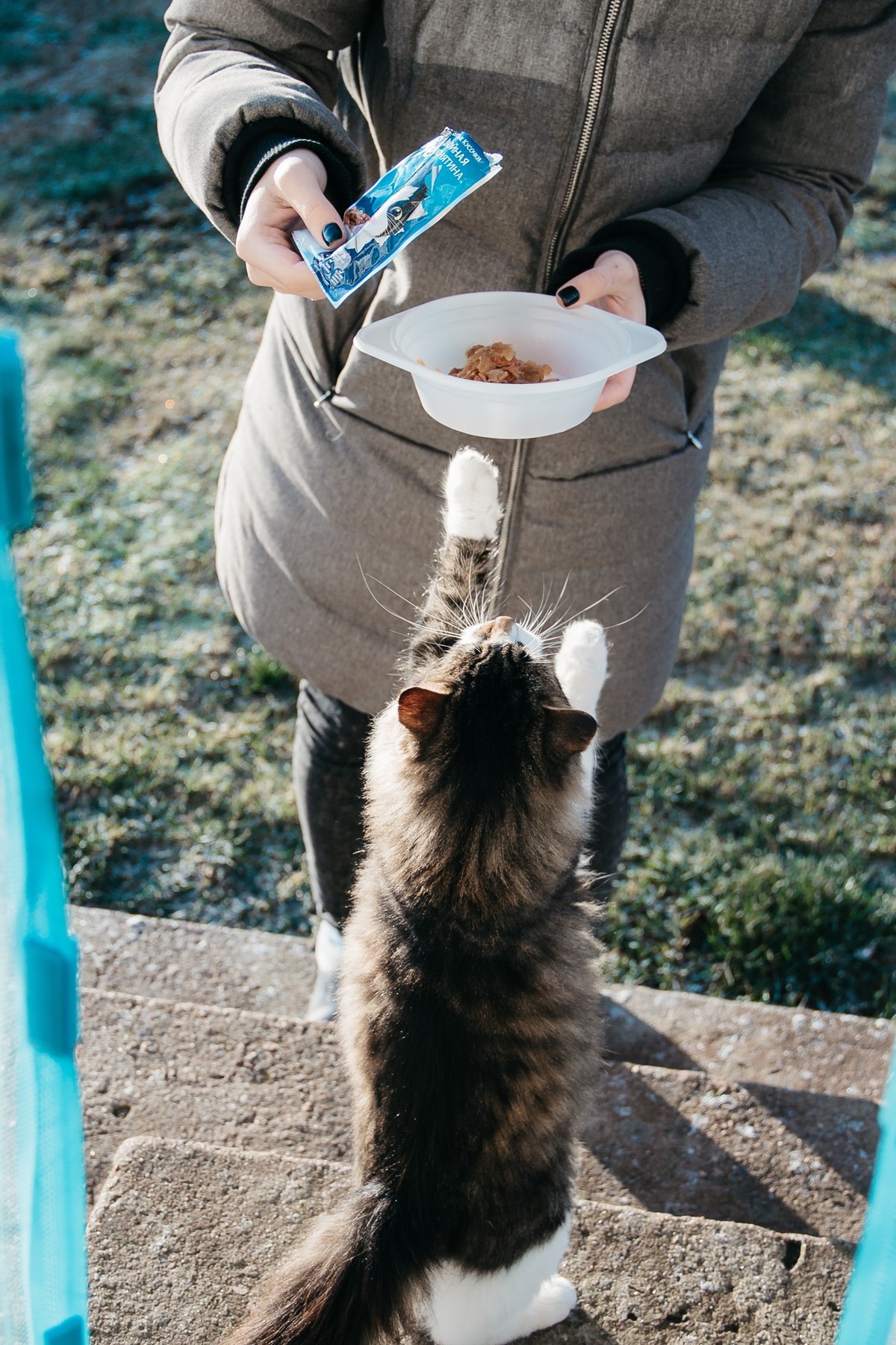 Katzenfutter