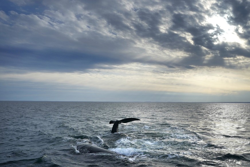 ARCHIV - 27.03.2023, USA, Bucht von Cape Cod: Ein Paar Nordatlantischer Glattwale interagiert an der Oberfläche der Cape Cod Bay. Nach jahrelangen Verhandlungen haben die Vereinten Nationen ein Abkomm ...