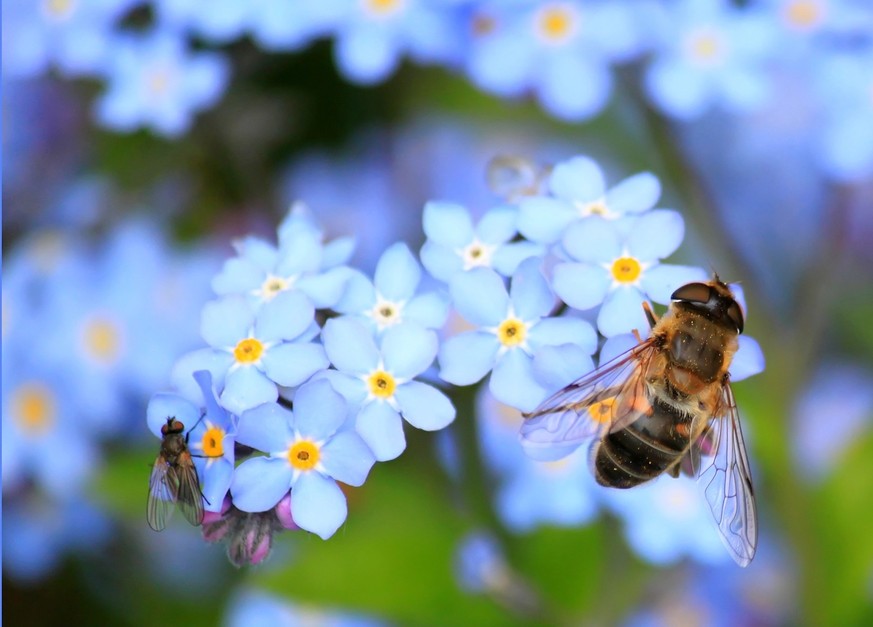 70 Prozent der weltweiten Landwirtschaft ist auf die Bestäubung durch Bienen angewiesen.