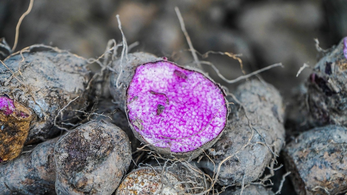 Die Knolle der Vitelotte, oder auch Trüffelkartoffel genannt, kommt von ihrem Geschmack Maronen am ähnlichsten. Man kann sie mit Schale essen, zubereitet im Ofen, als Auflauf, in der Pfanne als Bratka ...